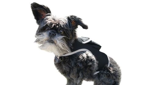 Realtime Mini GPRS GSM Portable Pet GPS Tracker w/ Perimeter Tracking Size:M
